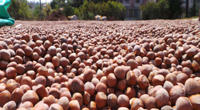 Fındık Üreticisine ŞOK!