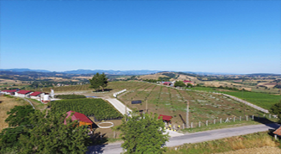 Türkiye`nin İlk Fındık Çiftliği Samsun`da Kuruluyor