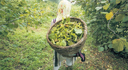 Fındık Alım Fiyatı Açıklandı