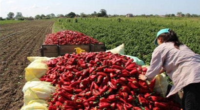 Meşhur Bafra Salçalık Kırmızıbiberde Hasat Zamanı