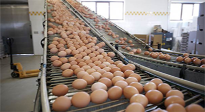 Avrupa`da `Böcek İlaçlı Yumurta` Alarmı