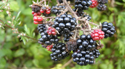 Lavanta, Ahududu, Böğürtlen Gelir Kapısı Oluyor