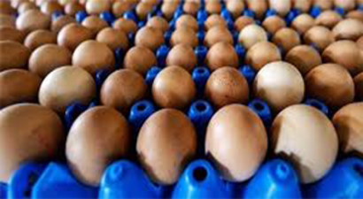 Danimarka`da 20 Ton Fipronilli Yumurta Tespit Edildi