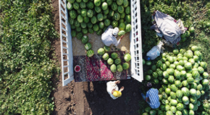 Yarım Milyon Ton Karpuz, 200 Bin Tondan Fazla Kavun Çöpe Gidiyor