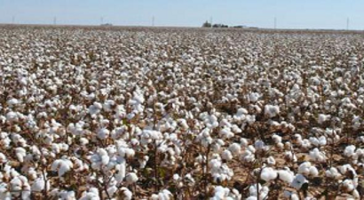 Pamuk Üreticisi 3 Liranın Altında Fiyat İstemiyor