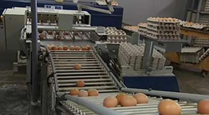 Avrupa Komisyonu Zehirli Yumurta Konusunda Uyardı