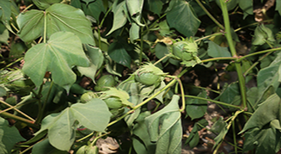 `Kuraklığa Tolerant Pamuk Islahı`