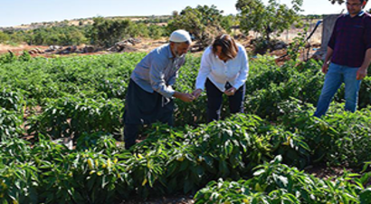 Organik Tarımla Köye Göç Sağlandı