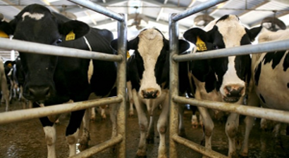 Hayvancılık Desteklerinde Uygulama Esasları Belirlendi