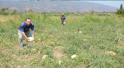 Karpuz Para Etmeyince Tarlada Kaldı