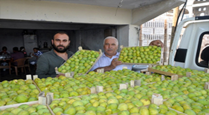 İncirin Başkenti Aydın`da Taze İncir İhracat Başladı