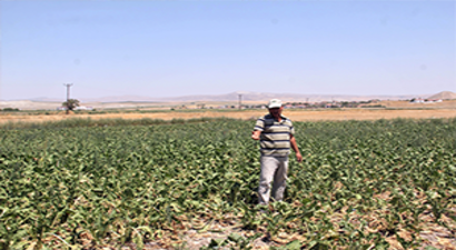 Çiftçiler TZOB ve Tarım Kredi Kooperatiflerine Tepkili