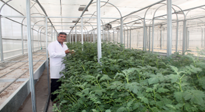 Suyu Daha Az Tüketen Patates Tohumu Üretiliyor