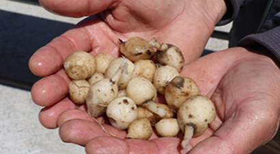 Çiftçilerin Yeni Gözdesi Oldu!