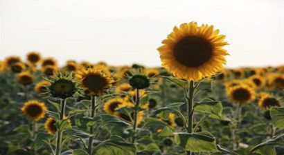 Trakya Birlik Ayçiçeği Ön Alım Fiyatları Açıklandı