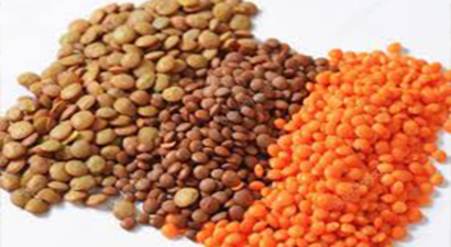 Yeni Mercimek Çeşitleri Verimi Katlayacak