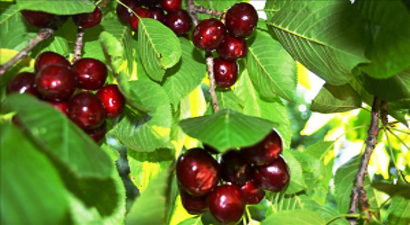 Türk Kirazını Çinliler de Sevdi