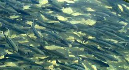 `Türk Alabalığı` Avrupa Komisyonu`nda Görüşülecek