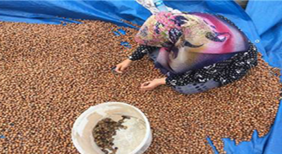 Fındık Üreticisine `Goruk` Şoku