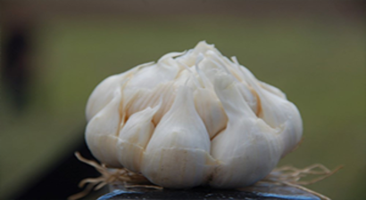 Afşin Koçovası Sarımsağına Coğrafi İşaret