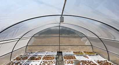 İncir Tünelde Kuruyacak