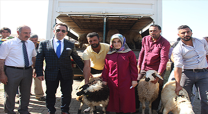 Genç Çiftçilere Küçükbaş Hayvan