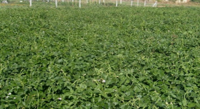 Türkiye`nin İlk Yemlik Börülce Çeşidi `Ülkem`