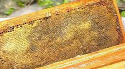 `Petekli Bal` Tartışma Yarattı