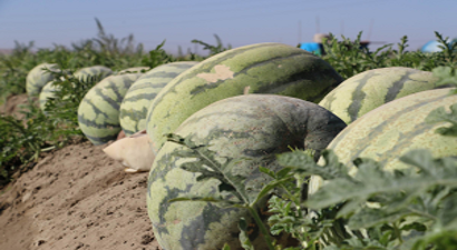 En Ağır Karpuza Özel Önlem