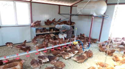 Genç Çiftçi Desteği ile Bayanlar Üretim Yapıyor