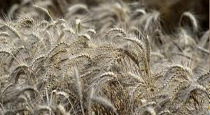 `Buğday Üretiminin 21.8 Milyon Ton Olması Bekleniyor`