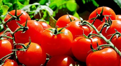 Ekim-Mayıs Arası Türk Domatesine Kapılar Açıldı