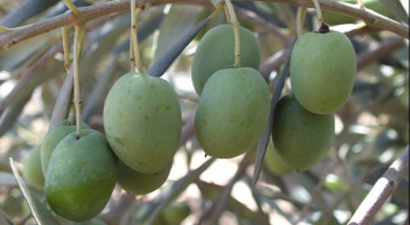 Silifke Zeytin Üretiminde de İddialı