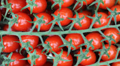 Rusya`dan Domates İthalatı Açıklaması