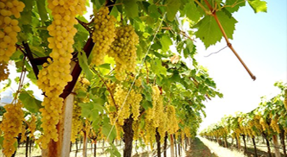 Üretici İçin `Kötünün İyisi`