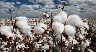 Çukurova`da Pamuk Eski Günlerine Dönüyor
