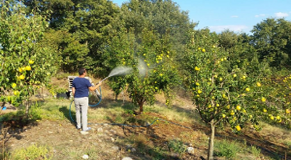 Zararlı Böceklere Karşı Tütün Suyu İle Önlem Alıyor