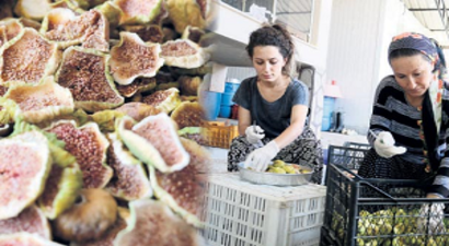 Satılmayan İncirden Bir Başarı Öyküsü