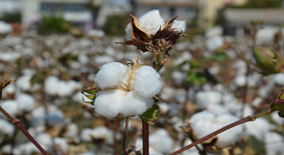 `Beyaz Altın` da Hasat Dönemi