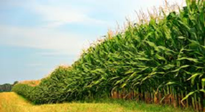 GDO`ya Vize Çıktı