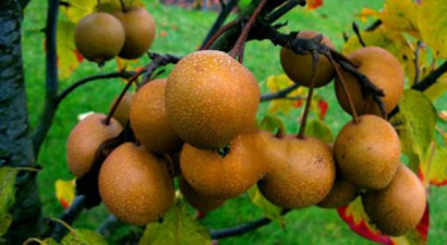 Çiftçinin Yeni Umudu `Japon Armudu`
