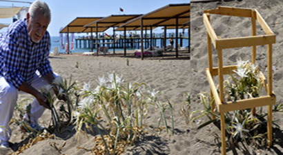 Bu Çiçeği Koparmanın Cezası 38 Bin TL