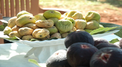 Kurutmalık İncir`de Hasat Yapıldı