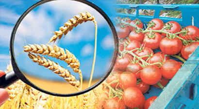 Domates Ambargosuna Karşı Buğday Ambargosu