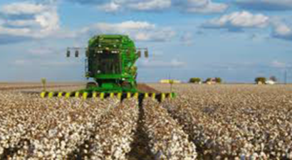 Makineleşme İle Pamuğa Olan İlgi Arttı