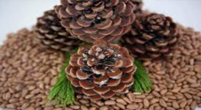 Tartışma Yaratan Fıstık Çamları Yargıda Çözüm Bulacak