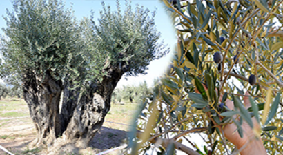 1200 Yaşında Zeytin Verdi
