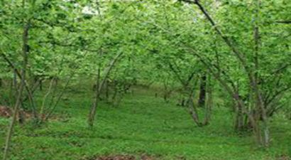 Yüksek Kazanç İçin Bahçelerinizi Terk Etmeyin