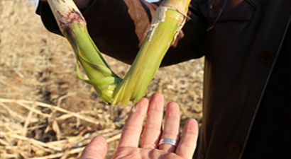 `Mucize Bitki` Tanıtıldı