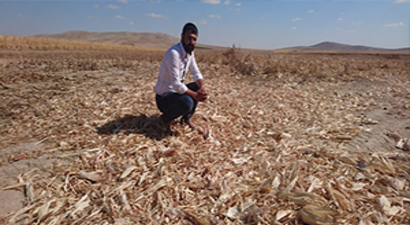 Biçerdöverle Toplayıp Tarlasındaki Mısırı Çalmışlar